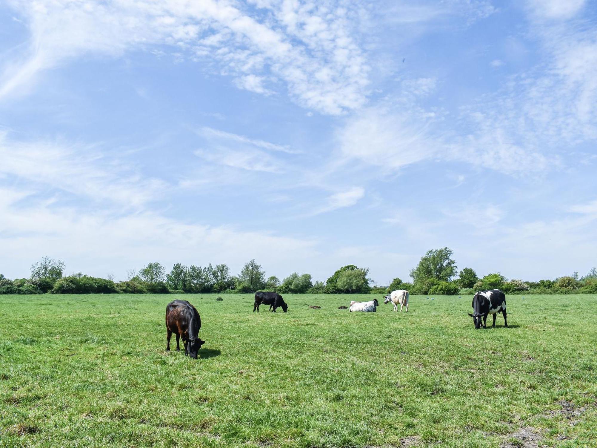 Green Acre Farm Ілі Екстер'єр фото